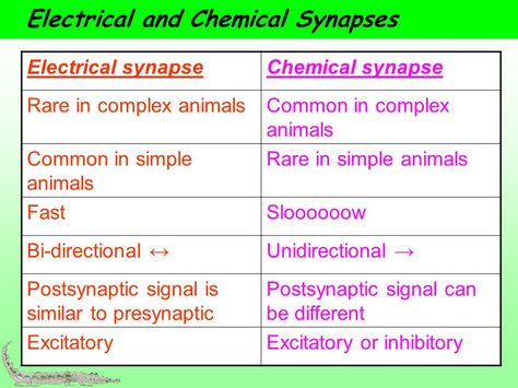 Electrical+and+Chemical+Synapses Electrical And Chemical Synapses, Chemical Synapse, Nervous System Anatomy, Nervous System, Biology, Anatomy, Psychology, Medicine, Electricity