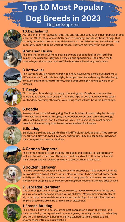 Throughout history, there have always been more and less popular dog breeds. The changes in popularity for a given dog breed are based on many different things, such as changes in technology, changes in a country's living conditions, availability, and many other factors. This article has compiled the top 10 most popular dog breeds of 2023. Dog Adoption Party, Top 10 Dog Breeds, Multi Colored Eyes, Most Expensive Dog, Top Dog Breeds, Unique Dog Breeds, Big Dog Breeds, Dog Brain, Popular Dog Breeds