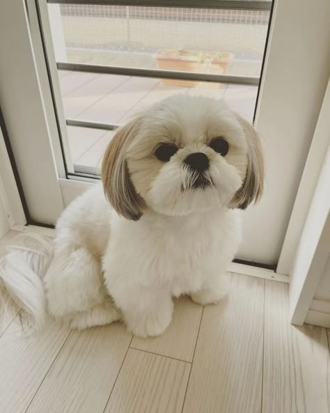 Shih Tzu on Instagram: “All rights©️ are reserved & belong to their respective owners! . Credit to 📷@sugarstgram0902 #shihtzuklub #shihtzu #shihtzulove…” Corte Shitzu, Shitzu Haircuts, Shitzu Dogs Haircuts, Shih Tzu Hair Styles, Dog Grooming Shih Tzu, Shih Tzu Puppy Cut, Puppy Haircut, Perro Shih Tzu, Shih Tzu Haircuts