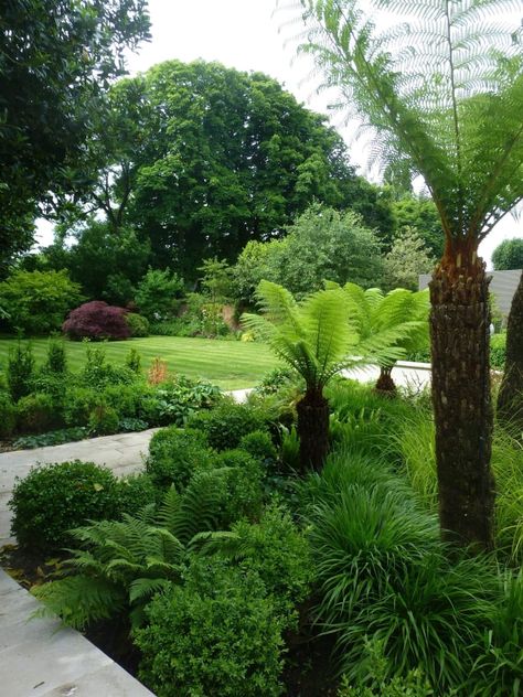 Fern Garden, Garden Tropical, Ferns Garden, Barn House Design, Tree Fern, Lawn And Landscape, Top Soil, Tropical Style, Shade Plants