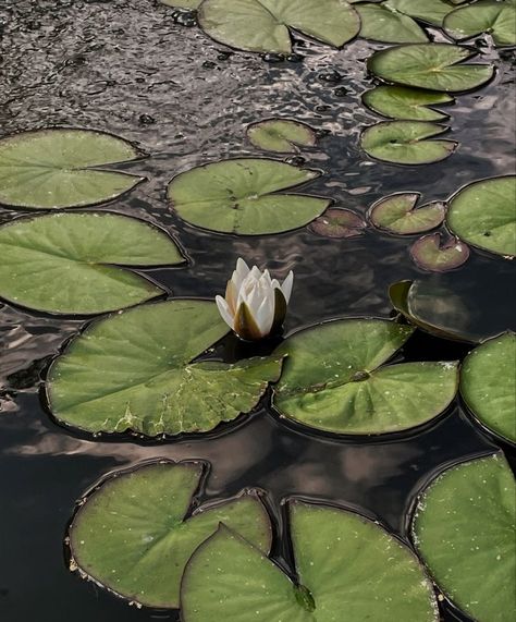 Lily Pads Reference, Lily Pad Aesthetic, Lily Pads Aesthetic, Green Princess Aesthetic, Ophelia Movie, Lilly Aesthetic, Tiana Aesthetic, Honk Jr, Lily Pad Flower