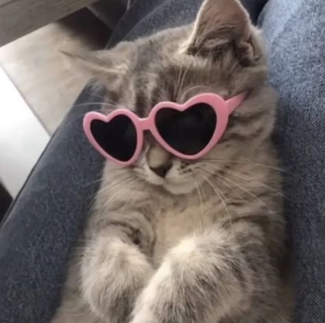 A Cat, Sunglasses