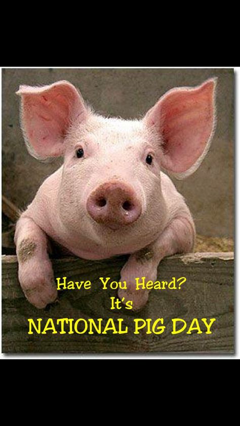 National pig day!!! National Pig Day, Heather Stillufsen Quotes, Pig Toys, Pig Stuff, Pot Belly Pigs, Emergency Response Team, Heather Stillufsen, Happy Pig, Mold Remediation