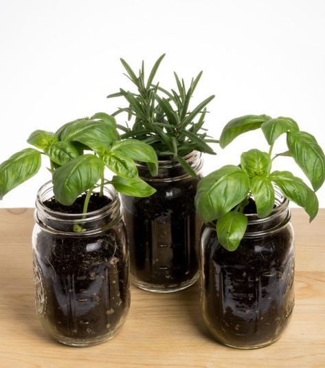 Mason Jar Garden 6 Plants You Can Grow - the Imperfectly Happy home Plants Room Aesthetic, Plant Based Aesthetic, Plant Based Soup, Diy Garden Planters, Plant Room Aesthetic, Growing Herbs At Home, Mason Jar Plants, Mason Jar Garden, Wallpaper Plant