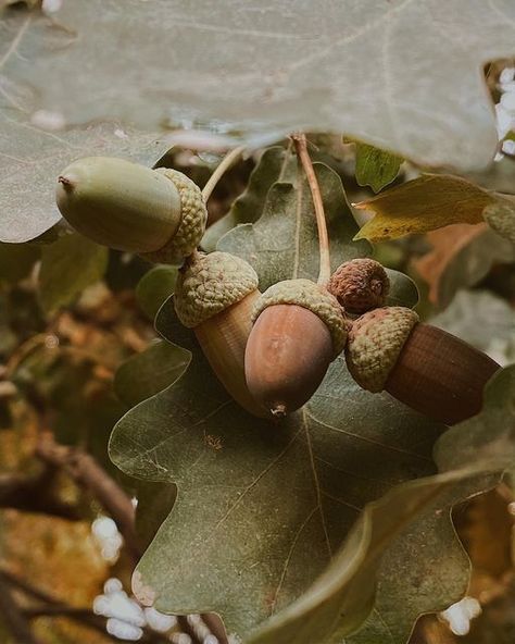 Acorns Aesthetic, Acorn Aesthetic, Acorn Tree, Forestcore Aesthetic, Draw Nature, Jonna Jinton, Autumn Cottagecore, Cozy Lifestyle, Ancient Ireland