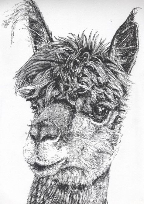 #inktober #inktober2021 #pendrawing #blackandwhiteart #artprompt #inkart #alpacadrawing #alpacaart #alpaca #animalart #wildlifeart Alpaca Sketch, Alpaca Nursery, Alpaca Drawing, Llama Drawing, Pen Artwork, Biro Art, Fineliner Art, Animal Artwork, Cute Llama