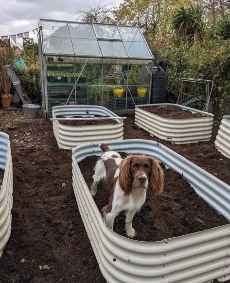 Veg Patch, Veggie Patch, Small Bed, Small Cottage, Enjoy Time, Raised Beds, How To Make Bed, Hedges, Cottage Garden