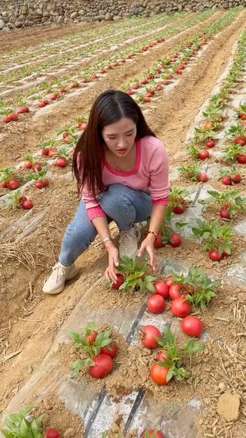 Vegetable Garden Design Diy, Wedding Flow, Chinese Fruit, Tomato Food, Farming Tips, Fruit World, Fruit Christmas Tree, Tips For Growing Tomatoes, Landscaping Florida