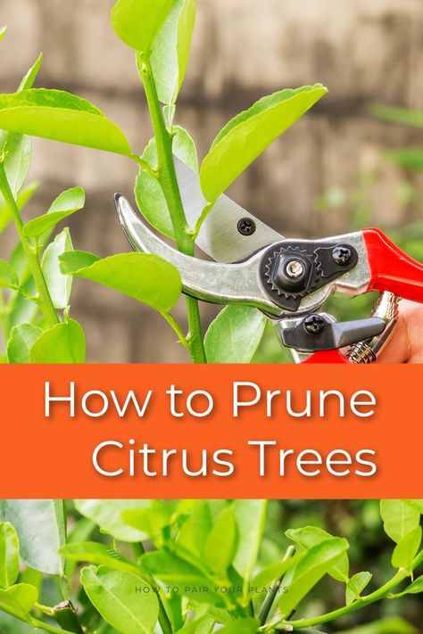 Early tree shaping will give you the best start and pruning older trees is great for managing fruiting surface area. Continue reading to learn more on how to prune your citrus trees. Prune Lemon Tree, Lemon Tree Potted, Citrus Tree Indoor, Indoor Lemon Tree, Tree Shaping, Pruning Apple Trees, Growing Lemon Trees, Indoor Cactus Plants, Growing Citrus