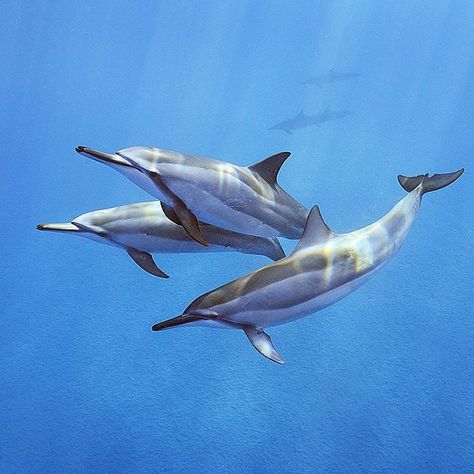 Spinner Dolphin, Sea Mammal, Ocean Tattoos, Beluga Whale, Aquatic Animals, Marine Mammals, Deep Water, Killer Whales, Ocean Creatures