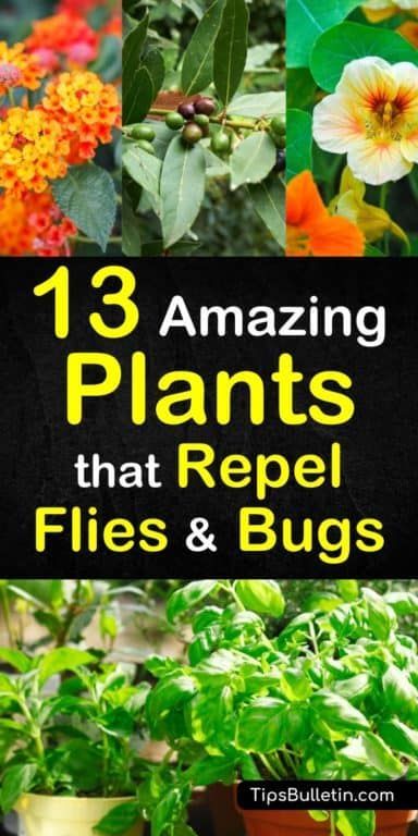 13 Amazing Plants That Repel Flies and Bugs Plants That Repel Flies, Repel Flies, Insect Repellent Plants, Plants That Repel Bugs, Mosquito Plants, Organic Gardening Pest Control, Bar Diy, Mosquito Repelling Plants, Fly Repellant