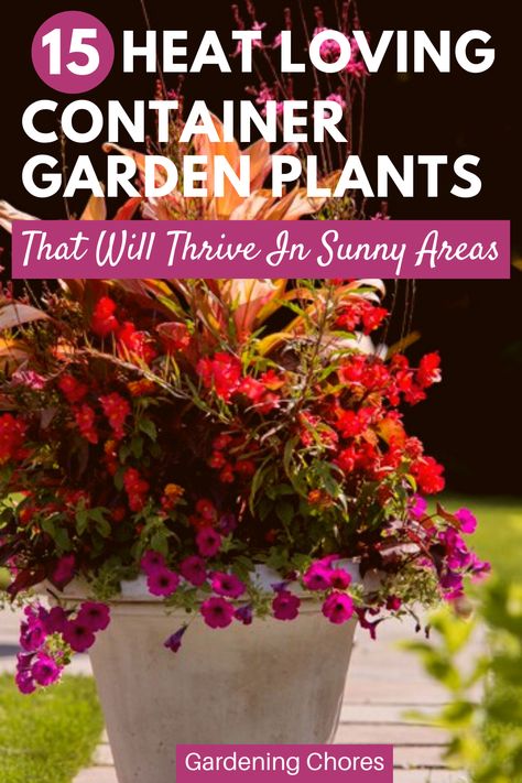 If you’re looking for showy flowers with strong colors, shiny leaves and sometimes exotic looking container plants can look wonderful in that sunny spot on your patio or terrace. Try one of these 15 recommended container garden plants that will thrive full sun and heat: Plants For Sunny Areas, Potted Plants Full Sun, Plants Around Pool, Heat Tolerant Flowers, Plants For Planters, Full Sun Container Plants, Heat Tolerant Plants, Full Sun Flowers, Patio Container Gardening