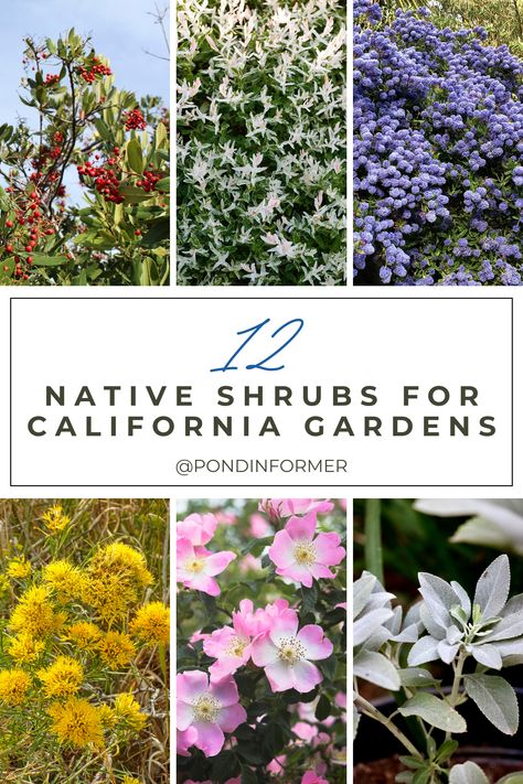 Elevate your California garden with the beauty of native shrubs! Explore our guide featuring 12 stunning native shrub species that perfectly complement the Golden State's unique climate and landscape. From vibrant blooms to drought-tolerant foliage, these plants bring the essence of California to your outdoor haven. #CaliforniaGardening #NativePlants #CaliforniaNativePlants #GardenTips #GardenShrubs #NativeShrubs #California Drought Tolerant Landscape Southern California, California Native Trees Front Yards, California Native Plants Front Yards, Native Garden California, Landscape Ideas Southern California, Northern California Native Landscape, Ca Native Garden, Northern California Garden Design, Southern California Plants