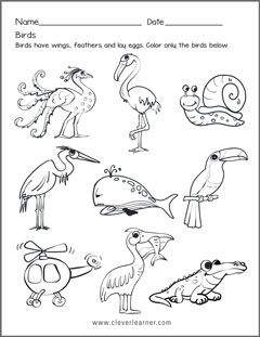 Kinds of birds worksheets for preschools Birds Worksheets Kindergarten, Birds Worksheets For Kids, Birds Kindergarten Activities, Birds Kindergarten, Names Of Birds, Elementary Art Lesson Plans, Bird Study, Birds Theme, Nursery Worksheets