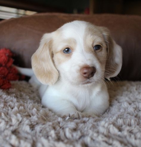 Cream Piebald Miniature Dachshund Longhair Puppy at Muddy River Dachshunds Piebald Dachshund, Dachshund Breed, Dachshund Funny, Dachshund Puppies For Sale, Clever Dog, Dachshund Puppy Miniature, Miniature Dachshunds, Dapple Dachshund, Dog Exercise