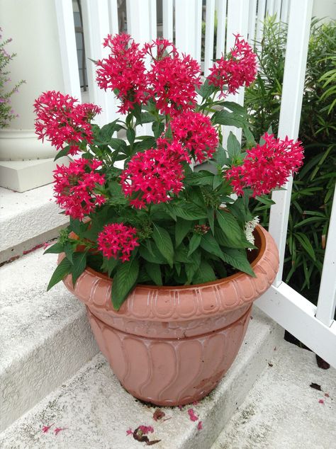 Pentas -- grow well in pots and will bloom all year; very drought resistant and can take full sun Pentas Flower, Heat Tolerant Flowers, Full Sun Container Plants, Heat Tolerant Plants, Full Sun Flowers, Summer Planter, Hydroponic Garden, Summer Gardening, Filler Flowers