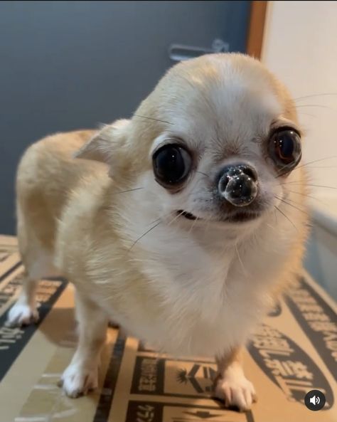 Cursed Chihuahua, Chiuahaha Cute, Chiuhauha Funny, Chiwawa Funny, Silly Chihuahua, Chiuaua Dog, Sick Monkey, Funny Chihuahua Pictures, Chiwawa Puppies