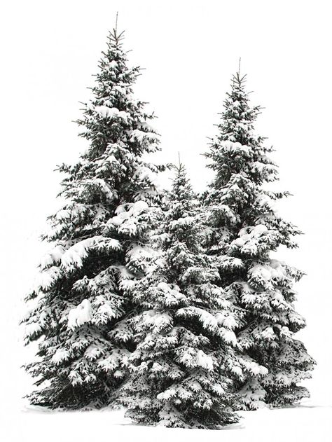 Pine Christmas Tree, Snowy Trees, Flocked Christmas Trees, What Is Christmas, Winter Scenery, Christmas Drawing, Tree Drawing, Winter Trees, Winter Pictures