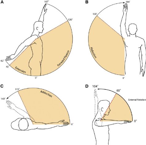 In a recent conversation with my good friend, teacher and mentor Judith Hanson Lasater, the degrees of movement in the spine came up as a topic. Yes, yogis do really have dinner conversations about this! We were discussing… Shoulder Range Of Motion, Shoulder Anatomy, Yoga Anatomy, Activities Of Daily Living, Human Anatomy And Physiology, Hand Therapy, Body Anatomy, Daily Living, Anatomy And Physiology