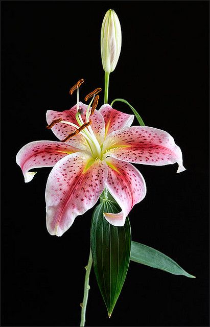 Stargazer Lily - A favorite :) Star Gazing Lily, Lilly Stargazer, Red Lily Flower Anime, Flower Wallpaper Red, Lily Flower Photography, Lily Flower Wallpaper, Lily Stargazer, Stargazer Lily Tattoo, Stargazer Lilly