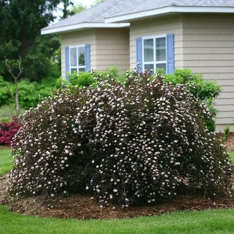 Fall Bob, Ninebark Shrub, Snowball Hydrangea, Fast Growing Shrubs, Red Twig Dogwood, Hydrangea Landscaping, Bob Vila, Garden Shrubs, Summer Wines