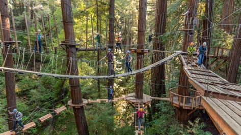 Mount Hermon » Adventures Home » Sequoia Aerial Adventure Redwood Forest California, Mount Hermon, California Nature, Course Design, Staying Focused, Ropes Course, Redwood Tree, Park Landscape, Forest Decor