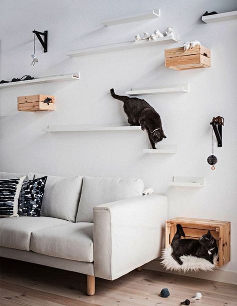 30+ Easy DIY Cat Shelves Ideas That Will Wow Them | HomeMydesign Katt Hus, Diy Cat Shelves, Ikea Picture Ledge, Katt Diy, Cat Climbing Wall, Katt Grejer, Kat Diy, Chat Diy, Cat Wall Shelves