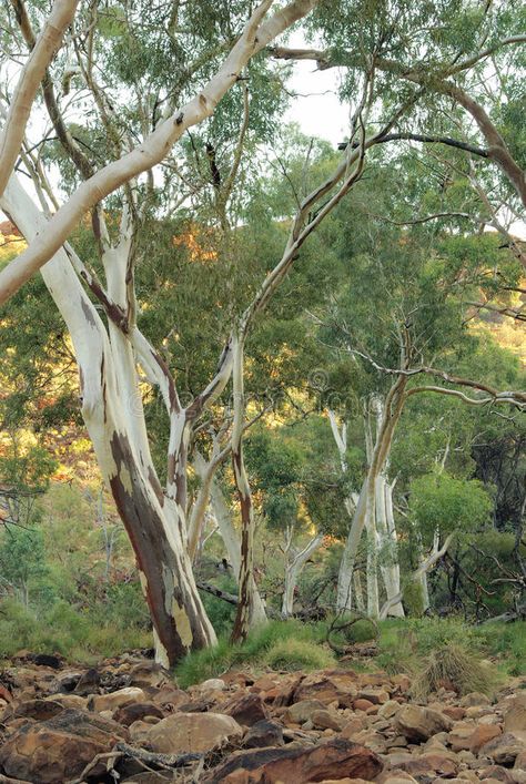 Gums Trees - Australian Eucalyptus. Gum trees - Australian Eucalyptus - in Kings , #affiliate, #Eucalyptus, #Gum, #Australian, #Gums, #Trees #ad Australian Eucalyptus, Australia Landscape, Gum Trees, Australian Trees, Australian Native Garden, Australian Plants, Native Australians, Australian Native Plants, Eucalyptus Tree