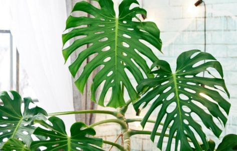 A load of plants you don't need green fingers for – Hoselink Monstera Plant Care, Tanaman Indoor, Corn Plant, Philodendron Monstera, Monstera Plant, Monstera Deliciosa, Easy Plants, Easy Garden, Foliage Plants