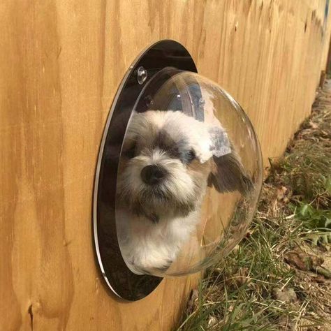 A DIY bubble fence window so your inquisitive pup can judgingly stare at your neighbor when they don't recycle. Dog Window In Fence, Fence Window, Dog Peeking, Dog Window, Boo The Dog, Pet Fence, Cat Window, Vinyl Fence, Dog Fence