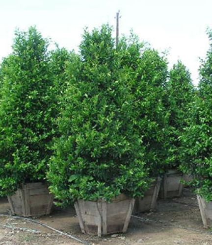 Carolina Cherry Laurel, Cherry Laurel Hedge, Drought Resistant Trees, Laurel Shrub, Cherry Laurel, Laurel Hedge, Drought Tolerant Trees, Water Wise Landscaping, Laurel Tree