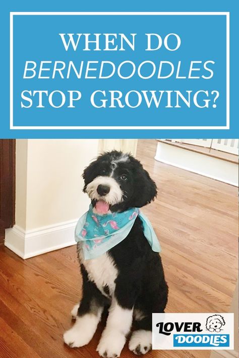 Bernadoodle Haircuts, Bernedoodle Grooming Styles, Bernie Doodle, Doodle Cuts, Bernadoodle Puppy, Friendly Photo, Summer Puppy, Mini Bernedoodle, The Haircut