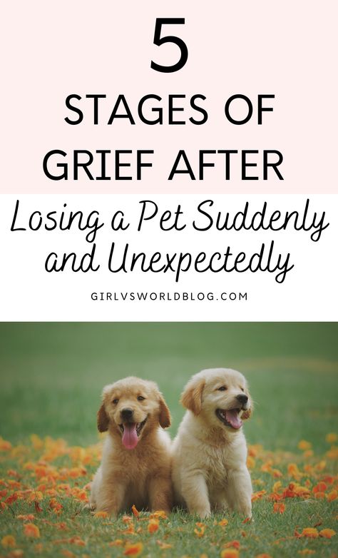 Losing a Pet Suddenly and Unexpectedly During Lockdown / Quarantine: 5 Stages of Grief For a Dog Getting A New Dog After Losing One, Coping With Pet Loss Dogs, How To Deal With Pet Loss, Lost Of A Pet Dogs, How To Cope With Loss Of Dog, How To Grieve A Pet, Griefing Your Dog, Griefing Your Pet, Pet Grievance