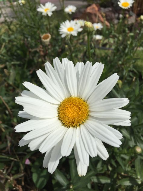 Flor margarita Flower Garden Pictures, Dream Yard, Flower Garden Design, Beautiful Flowers Garden, Flower Show, Dream Garden, Flower Power, Flower Garden, Wild Flowers