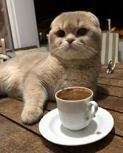 leo scottish fold on Instagram: “from last night,coffee time with mom ☕️ #crazycats#catlife#catsofinstagram#cute#meowmeow#bestmeow#catpic#cutekittens#coffeetime#catworld” Scottish Coffee, Night Coffee, Bus Life, Cat Post, Scottish Fold, With Mom, Coffee Time, Crazy Cats, Last Night