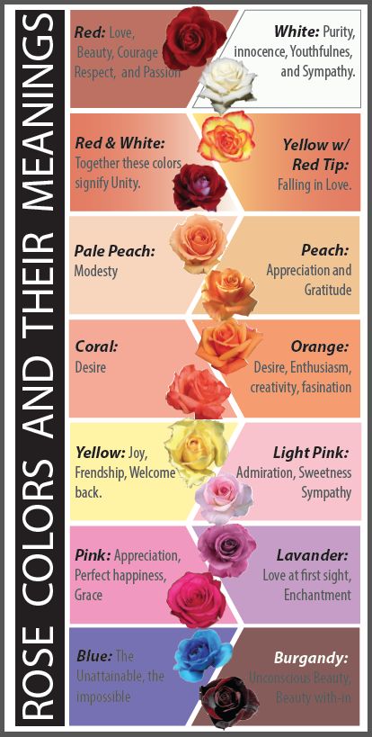 Rose Color Symbolism, Roses Symbolism, Flower Messages, Colors And Their Meanings, Roses Pinterest, Rose Color Meanings, Flower Language, Rose Colors, Flower Meanings