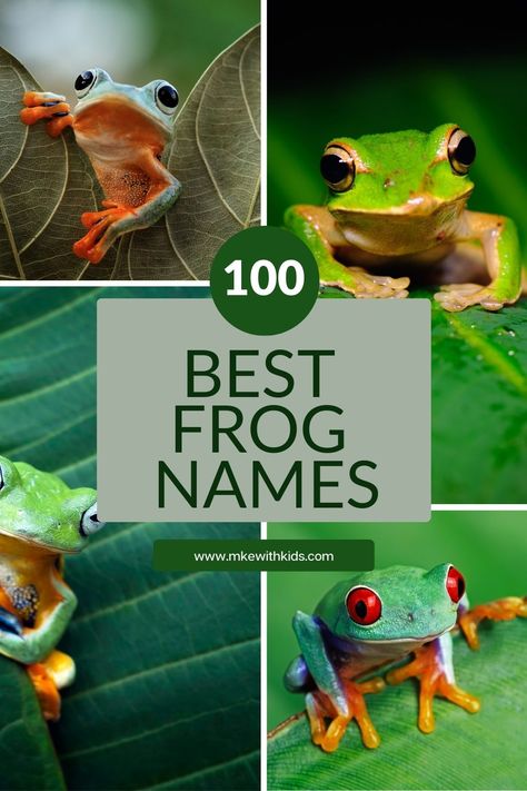 Ready to name your new hoppy companion? Dive into our latest list of creative and catchy frog names that'll make a splash! 🐸💦 #FrogNameIdeas #AmphibianAdventures #NewPetNames Frog Name Ideas, Names For Frogs, Dumpy Tree Frog, Pet Frog, Frog Species, G Names, Pet Frogs, Creative Names, Cute Names