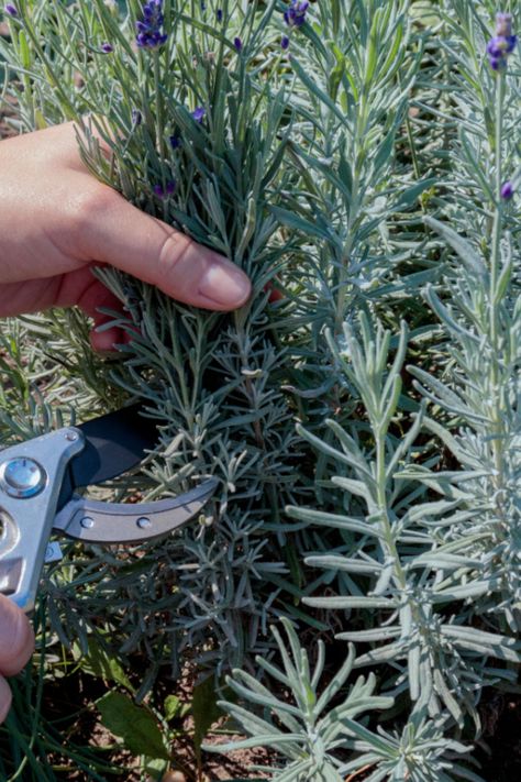 What To Do With Lavender Plants Before Winter - Fall Care Tips! How To Dry Lavender Leaves, How To Trim Lavender Plants, Caring For Lavender Plants Outdoor, What To Do With Lavender Clippings, Things To Do With Lavender Plant, Front House Plants, What To Do With Lavender Plant, What To Plant With Lavender, What To Do With Lavender