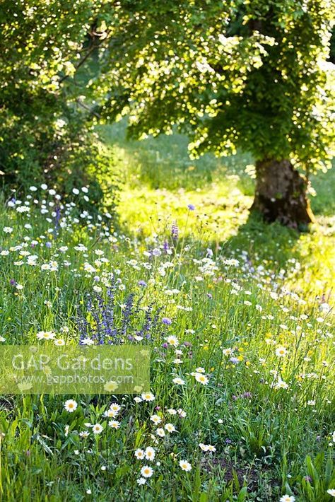 Wildflower meadow in May: Knautia arvensis - Field Scabious, Salvia pratensis - Meadow Clary, Leucanthemum vulgare. Wildflower Meadow Garden, Aesthetic Meadow, Field Scabious, Salvia Pratensis, Leucanthemum Vulgare, Prairie Meadow, Meadow Photography, Field Of Wildflowers, Natural Swimming Ponds