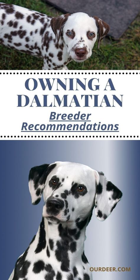 Dalmatian Training Tips, Dalmatian Training, Dalmatian Facts, Dalmatian Puppies, Puppy Stages, Best Treats For Dogs, Best Dogs For Families, Dalmatian Puppy, Dalmatian Dog