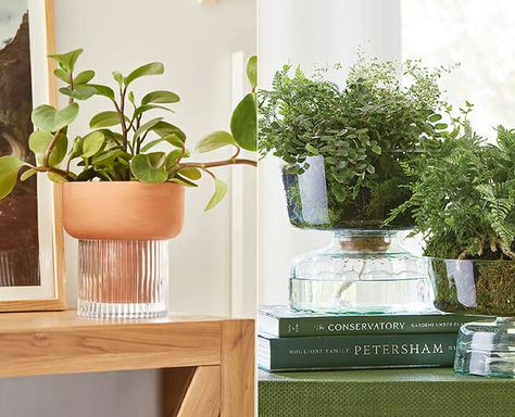 The 8 Most Beautiful Self-Watering Planters We Could Find How To Make A Self Watering Planter, Self Watering Planter Diy, Diy Self Watering Planter, Self Watering Plants, Plant Accessories, Watering Pot, Conservatory Garden, Zebra Plant, Self Watering Pots