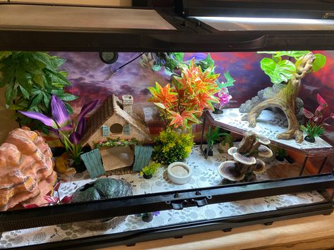 Leopard Gecko Habitat Ideas Cute, Leopard Gecko Tank Setup Ideas, Leopard Gecko Cage Ideas, Diy Leopard Gecko Habitat Ideas, 20 Gallon Leopard Gecko Tank Ideas, Gecko Tank Setup, Bioactive Leopard Gecko Tank, Leopard Gecko Tank Ideas, Leopard Gecko Tank Setup