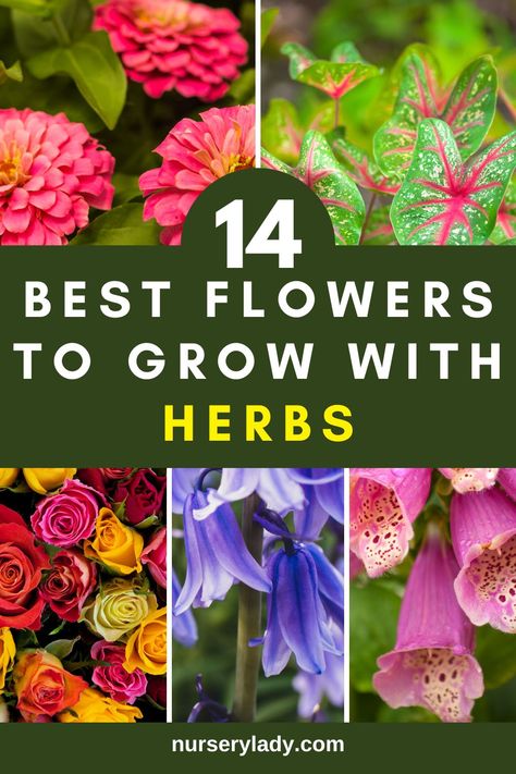 14 Best Flowers To Grow With Herbs, 
Flowering Herbs, 
Companion Planting Flowers, 
Herbs and Flowers Garden, 
Colorful Herb Garden, 
Fragrant Flowers for Herb Garden, 
Herbs and Perennial Flowers, 
Herbaceous Plants and Flowers, 
Edible Flowers with Herbs, 
Medicinal Herbs and Flowers, 
Aromatic Flowers for Herb Garden, 
Culinary Herbs and Flowers, 
Beautiful Blooms for Herb Garden, 
Herb Garden Design with Flowers Herbs Pictures, Sage Herb, Flowers To Grow, Flower Garden Plans, Stunning Flowers, Herb Gardens, Herbs And Flowers, Best Flowers, Planting Herbs