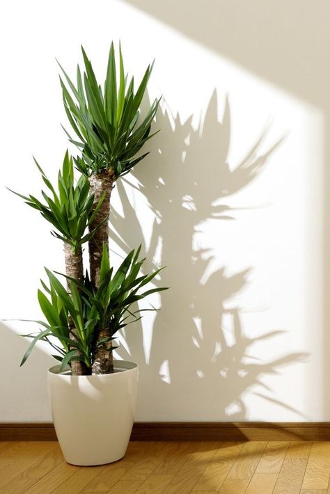 Best Indoor Trees, Deco Boheme Chic, Tanaman Indoor, Tanaman Pot, Yucca Plant, نباتات منزلية, Indoor Trees, Hanging Plants Indoor, Best Indoor Plants