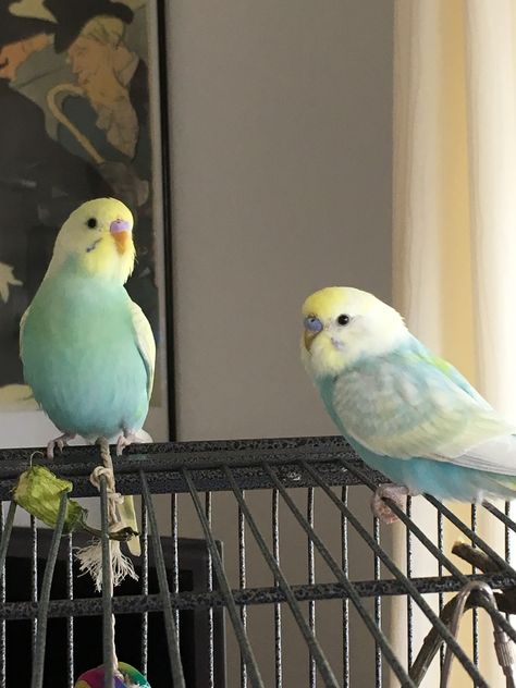 Budgies very pretty Pet Budgie, English Budgie, Budgies Parrot, Tattoo Pet, Budgie Bird, Pet Tattoos, Budgies Bird, Budgie Parakeet, Bird Quotes