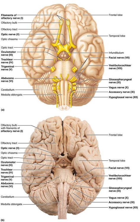 Brain regions and nerve Info Graphic  #MSEducation #MSAwareness #MultipleSclerosis Anatomy 101, Nervous System Anatomy, Brain Regions, Nerve Anatomy, Nursing Goals, Medical School Life, Medicine Notes, Basic Anatomy And Physiology, Brain Anatomy