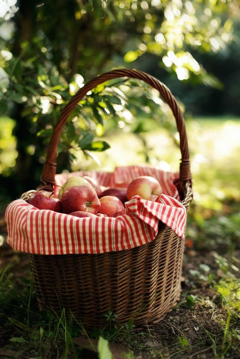 Apple Picking Season Autumn Cottage, Orchard House, Apple Baskets, Morning Photo, Apple Farm, Seasons Winter, Misty Morning, Nature's Bounty, Apple Harvest