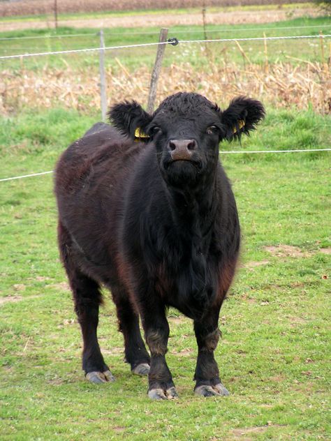 dexter cattle. i can't wait until we get ours! :) Dexter Cows, Dexter Cattle, Animal Husbandry, Cattle Breeds, Beef Cattle, Hereford, Limousin, Small Farm, I Can't Wait