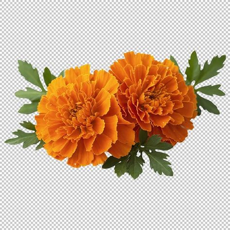 Flower Png Transparent, Edit Tools, Sun Tattoos, Night Messages, Marigold Flower, Max On, Clip Arts, Good Night Messages, E Card