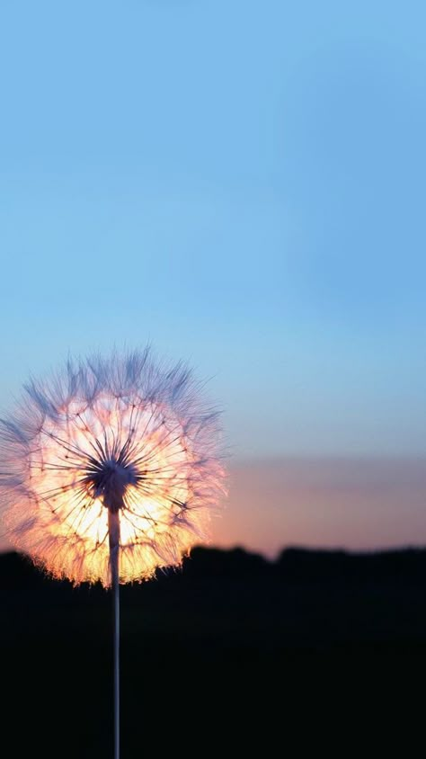 Dandelion Wallpaper Aesthetic, Soleil Aesthetic, Dandelion Aesthetic, Dandelion Wallpaper, Sunflower Wallpaper, Foto Tips, Flower Background Wallpaper, Backgrounds Phone Wallpapers, Wallpaper For Your Phone